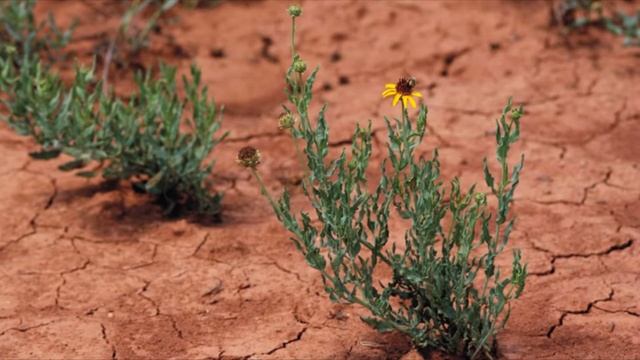 Подсолнечник реснитчатый (Helianthus Ciliaris DC.)