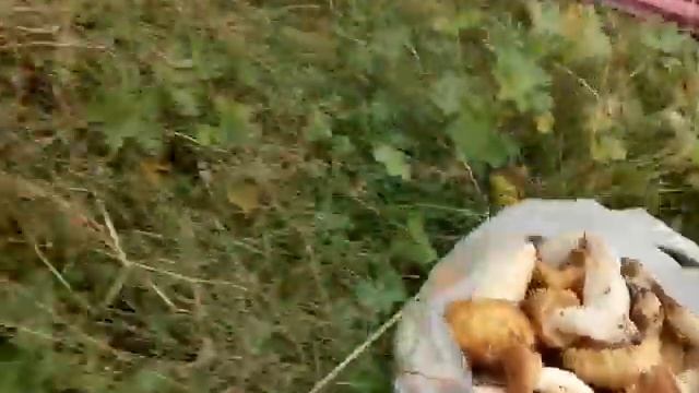 Село Чусовое. (2)Лес, грибы, котенок в помощниках, сентябрь, 2019 смотреть онлайн