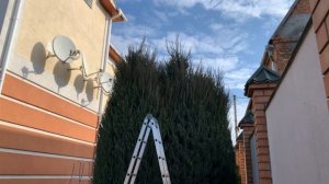 Можжевельник скальный СКАЙРОКЕТ (Skyrocket). КАК ОБРЕЗАТЬ ВЕРХУШКУ.