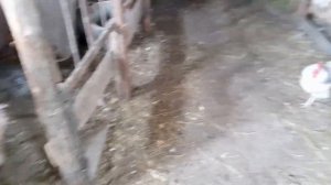 Продаю кроликов🐇🐰Куры🐔🐓Индоутки 🦆Новости