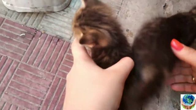 Первая еда котят! Котята начали кушать!? смотреть онлайн