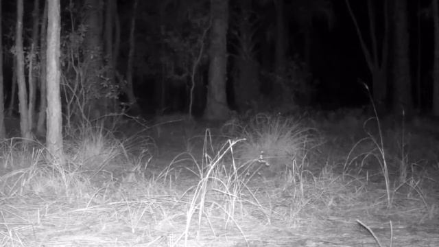 Wolves VS Coyotes: A Comparison смотреть онлайн