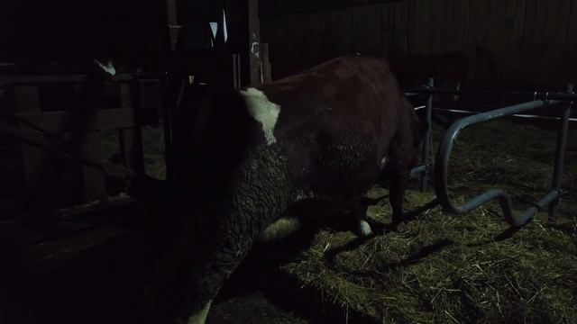 Первый опыт содержания КРС в боксах