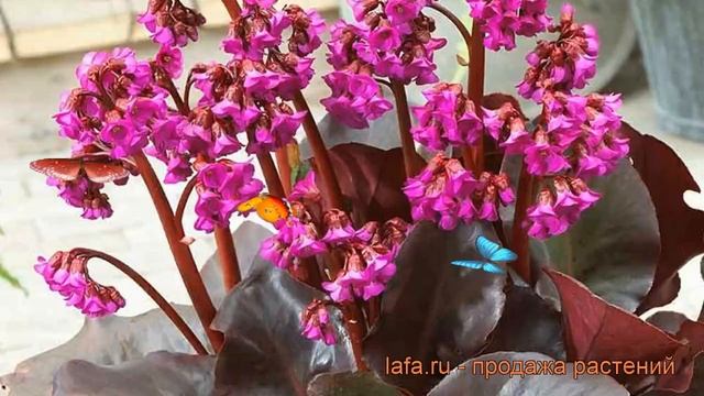 Бадан сердцелистный Эроика (bergenia cordifolia eroica) ? обзор: как сажать, саженцы бадана Эроика смотреть онлайн