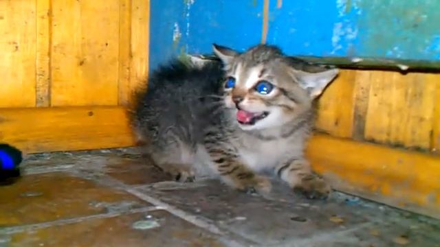 Котэ против гелевой ручки. смотреть онлайн