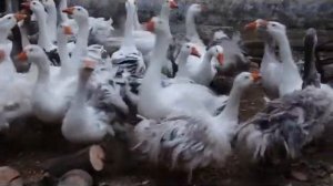 Гуси Бессарабской кучерявой породы