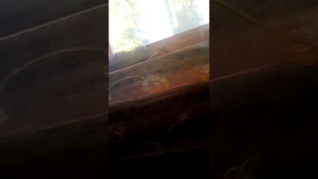 Бабочка дома!! смотреть онлайн