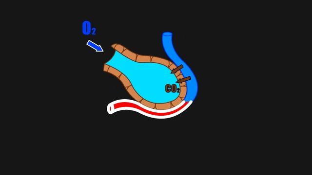 Газообмен в АЛЬВЕОЛЕ при вдохе и выдохе смотреть онлайн