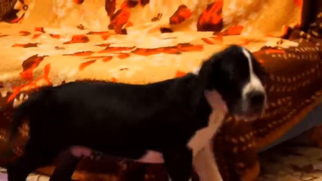 Luizador Basco смотреть онлайн