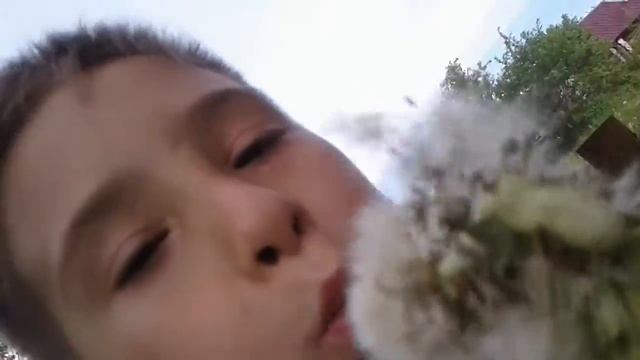 Рекорд мира ОООчень большой и длинный одуванчик смотреть онлайн