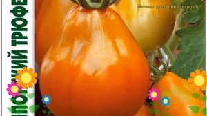 Томат Японский трюфель оранжевый. Краткий обзор solanum lycopersicum Japonskij triufel oranzhevyj