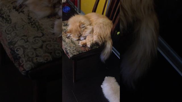 шпиц дергает кота за хвост смотреть онлайн