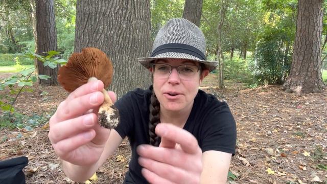 Edible purple Laccaria ochropurpurea mushrooms , hedgehogs, puffballs, and other nonsense смотреть онлайн