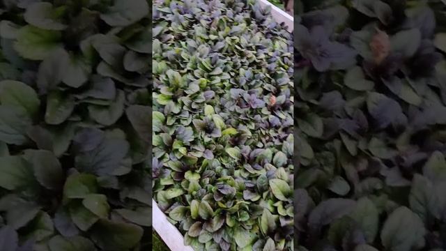 Живучка . смотреть онлайн