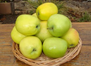 Северный Синап - сорт яблони