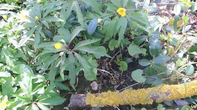 Anemone Ranunculoides 210423