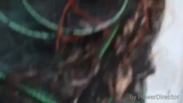 Как мы ловили раков на раколовку в Карелии смотреть онлайн