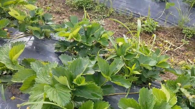 Сорт КСД Магнус. смотреть онлайн