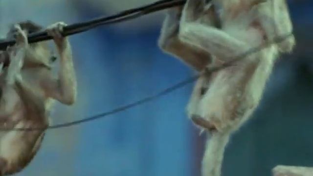 24 Лангур Ларри смотреть онлайн