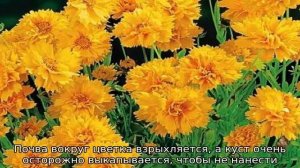 Кореопсис — описание, посадка и уход