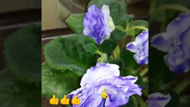 Фiалка сортова😍ЛФ-Гжель. #фиалки #сортовыефиалки #фиалкацветёт #цветы смотреть онлайн