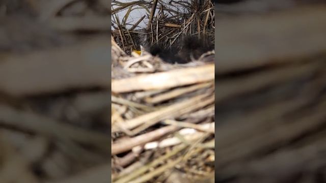 12 июля 2021 гнездо зябликов смотреть онлайн