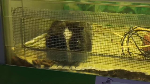 Поход в зоо магазин часть 2, милые крысы. смотреть онлайн