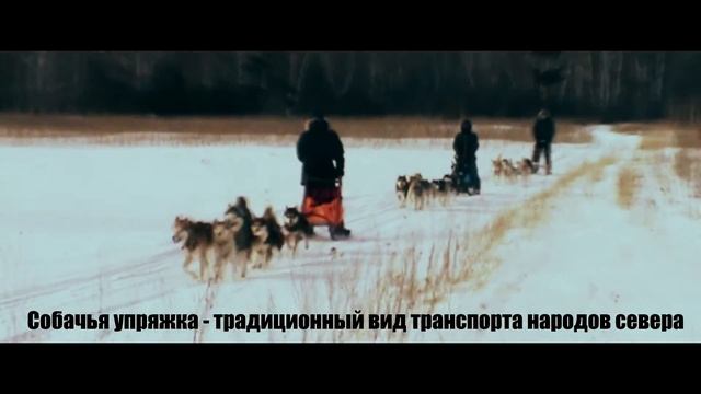 Хаски Город - Туры на собачьих упряжках смотреть онлайн