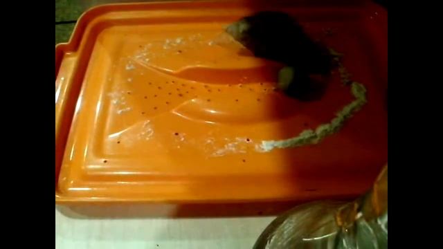 Улитка нюхает снег и ест овощи смотреть онлайн