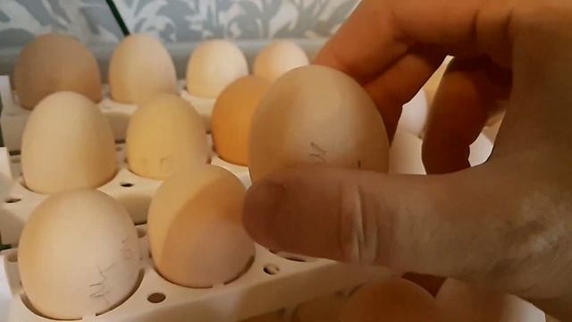 Инкубатор бытовой Спектр-84-01. ПЕРВЫЙ ВЗГЛЯД смотреть онлайн