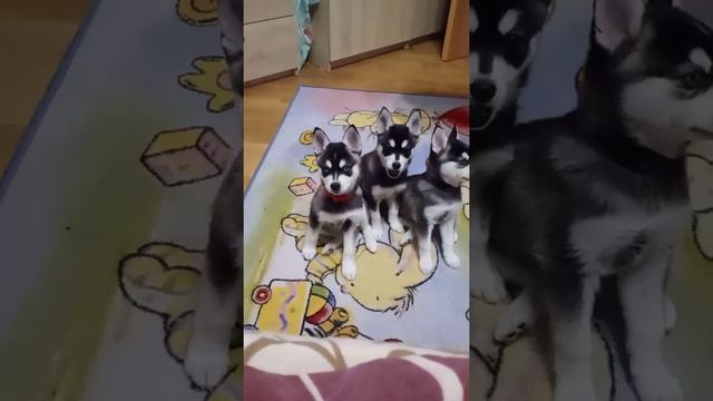 аляскинский кли кай 8926 188 69 22 смотреть онлайн