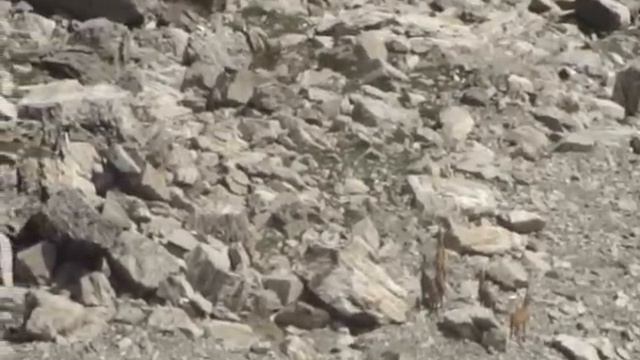 Серны на Ачишхо смотреть онлайн