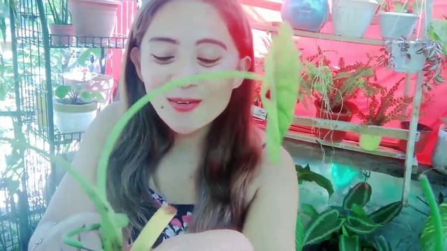 HOW TO PROPAGATE ALOCASIA GREEN SHIELD, HOW TO CARE ALOCASIA GREEN SHIELD (Mutya Baliling) смотреть онлайн
