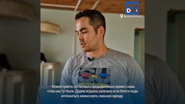 МЗЖ: Котики сортируют смотреть онлайн