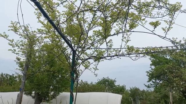 Vlog-144 Фосфор для цветения РОЗ! Ежевика, клубника, чеснок картофель, малина, да много чего. смотреть онлайн