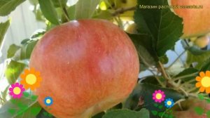 Яблоня домашняя Мартовское. Краткий обзор, описание характеристик malus Martovskoe