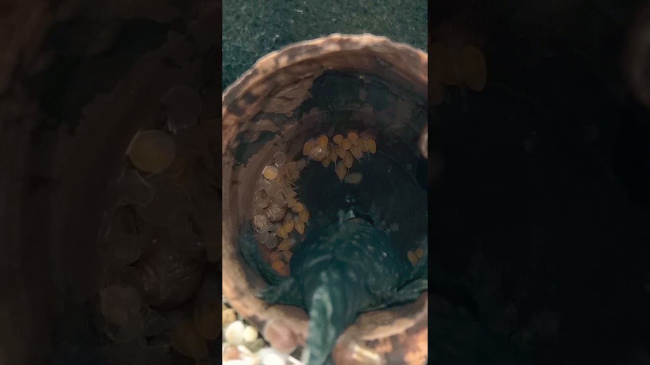 АНЦИСТРУС С ЛИЧИНКОЙ смотреть онлайн