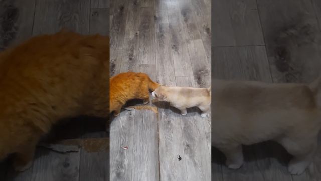 Щенки хаски грызут уши котёнка смотреть онлайн