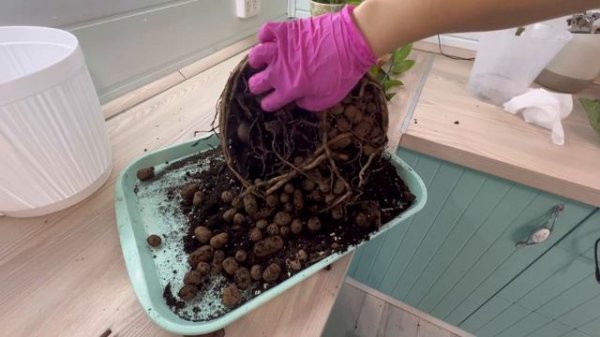 Спасение желтеющего замиокулькаса: мастер-класс по пересадке.