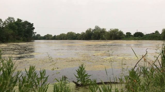 Природа Краснодарского края ст. Мингрельская смотреть онлайн