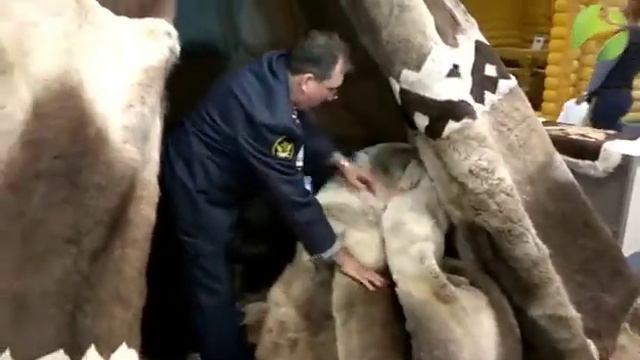 Чум под ключ за полмиллиона. Продукция ямальских сидельцев нарасхват смотреть онлайн