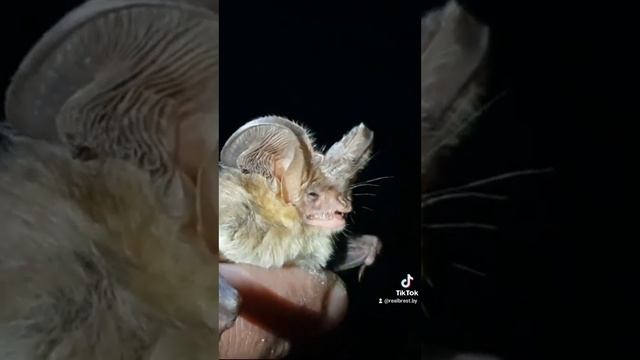 Летучие мыши под угрозой исчезновения в Бернардинском монастыре Брестской крепости смотреть онлайн