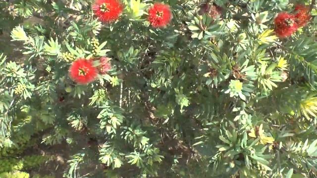 Callistemon Plant - Growing And Care