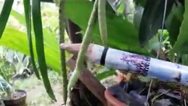 Orchids In Buds - Coelogyne Speciosa & Pholidota Imbricata - Species Orchids