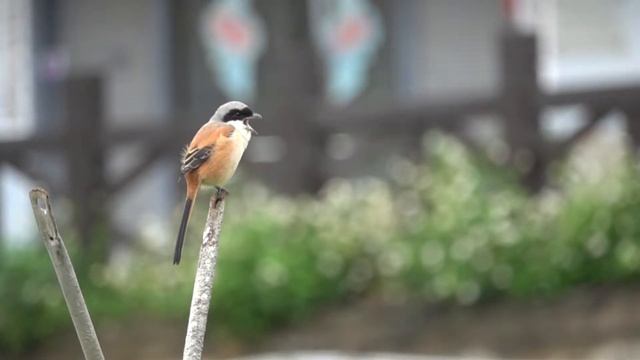 Sony RX10m4 10 倍慢動作錄影測試-棕背伯勞吐食繭 смотреть онлайн