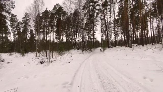 Какой он Год жизни с акитой? смотреть онлайн