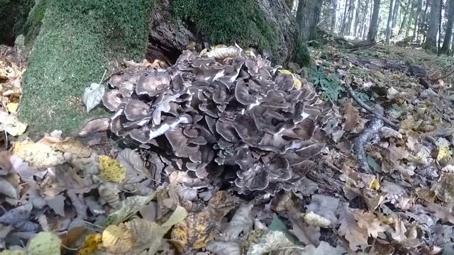 Гриб-баран или грифола курчавая. 11.10.2018 смотреть онлайн