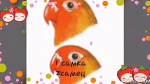 Определение пола неразлучника