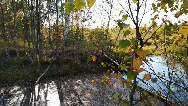 Прогулка в осеннем лесу Лиственные деревья смотреть онлайн