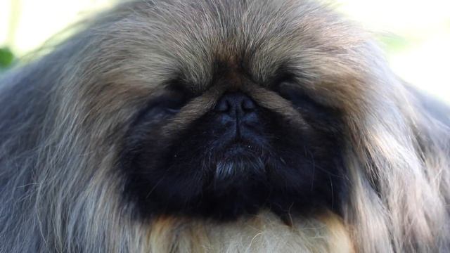 Ten questions for Westminster's 2021 Best in Show dog owner David Fitzpatrick смотреть онлайн